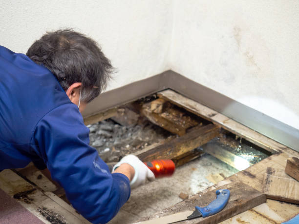 Mold Testing and Removal in Cypress Gardens, FL
