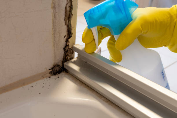 Best Toxic Mold Removal  in Cypress Gardens, FL