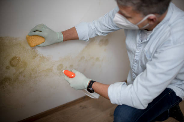 Best Commercial Mold Removal  in Cypress Gardens, FL