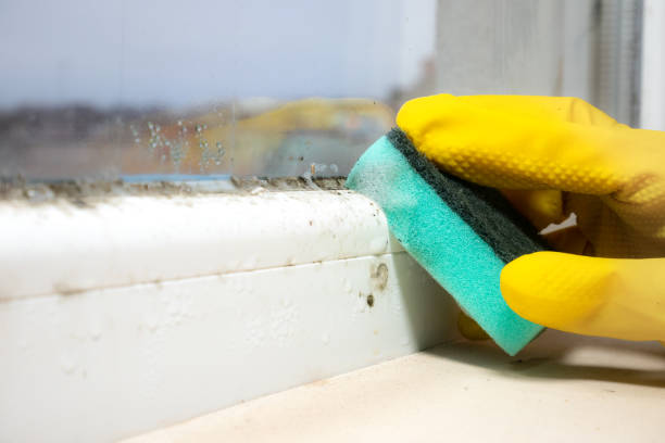 Best Mold Removal Process  in Cypress Gardens, FL