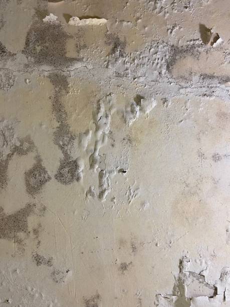 Best Mold Damage Repair  in Cypress Gardens, FL