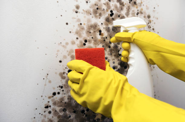 Best Residential Mold Removal  in Cypress Gardens, FL