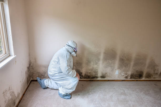 Best Black Mold Removal  in Cypress Gardens, FL