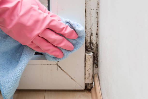 Best Emergency Mold Removal  in Cypress Gardens, FL